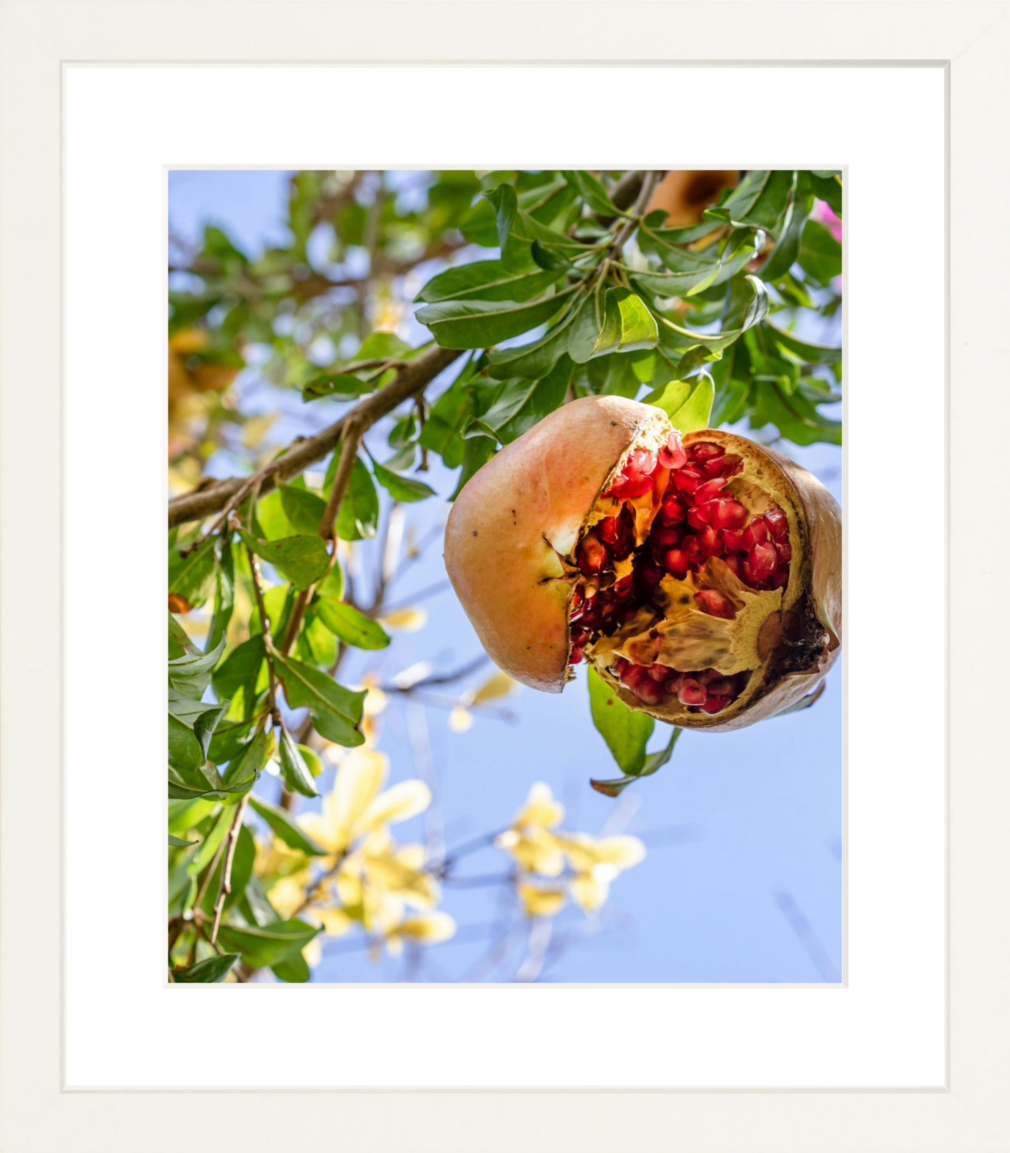Pomegranate Tree