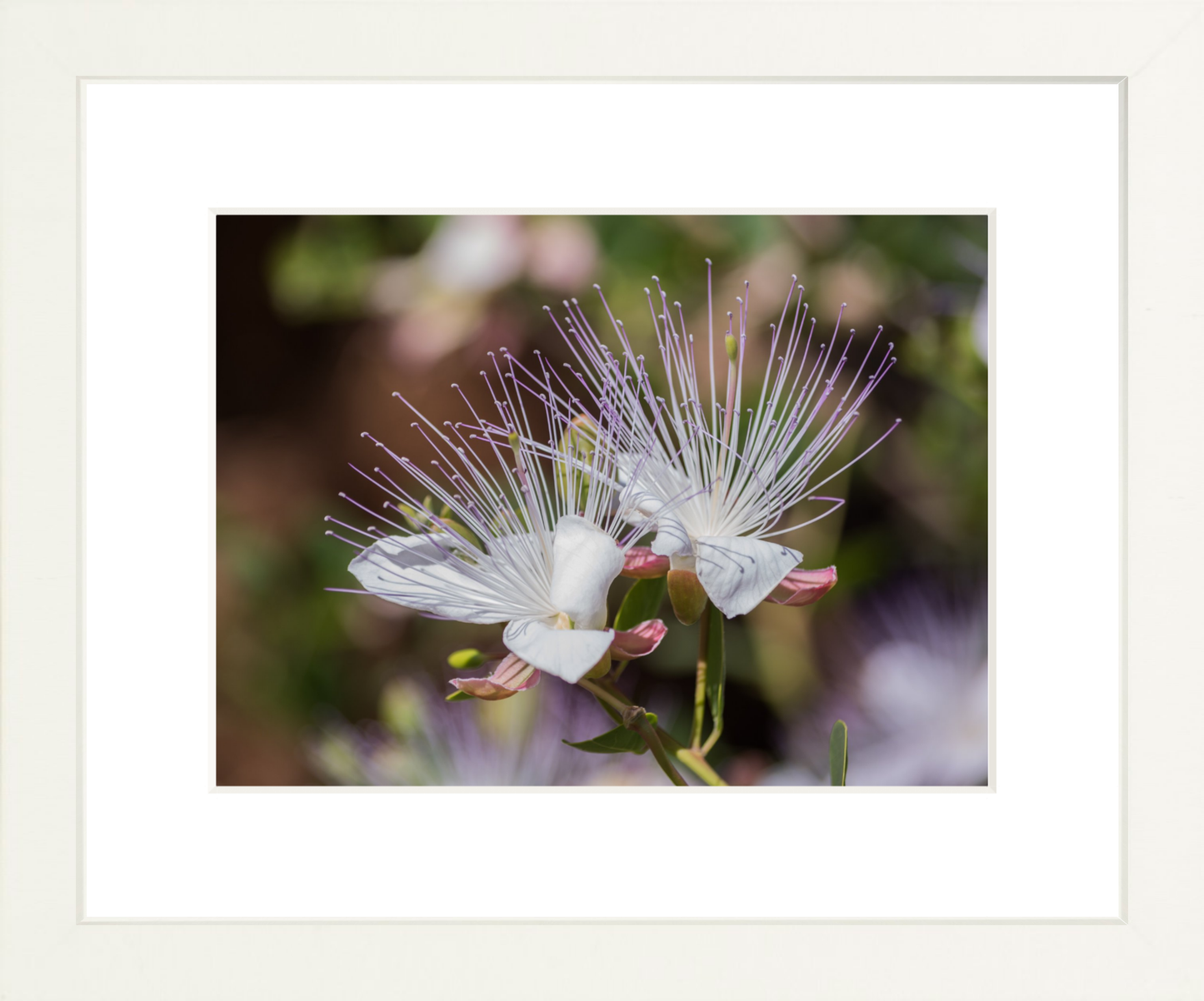 Capparis Spinosa