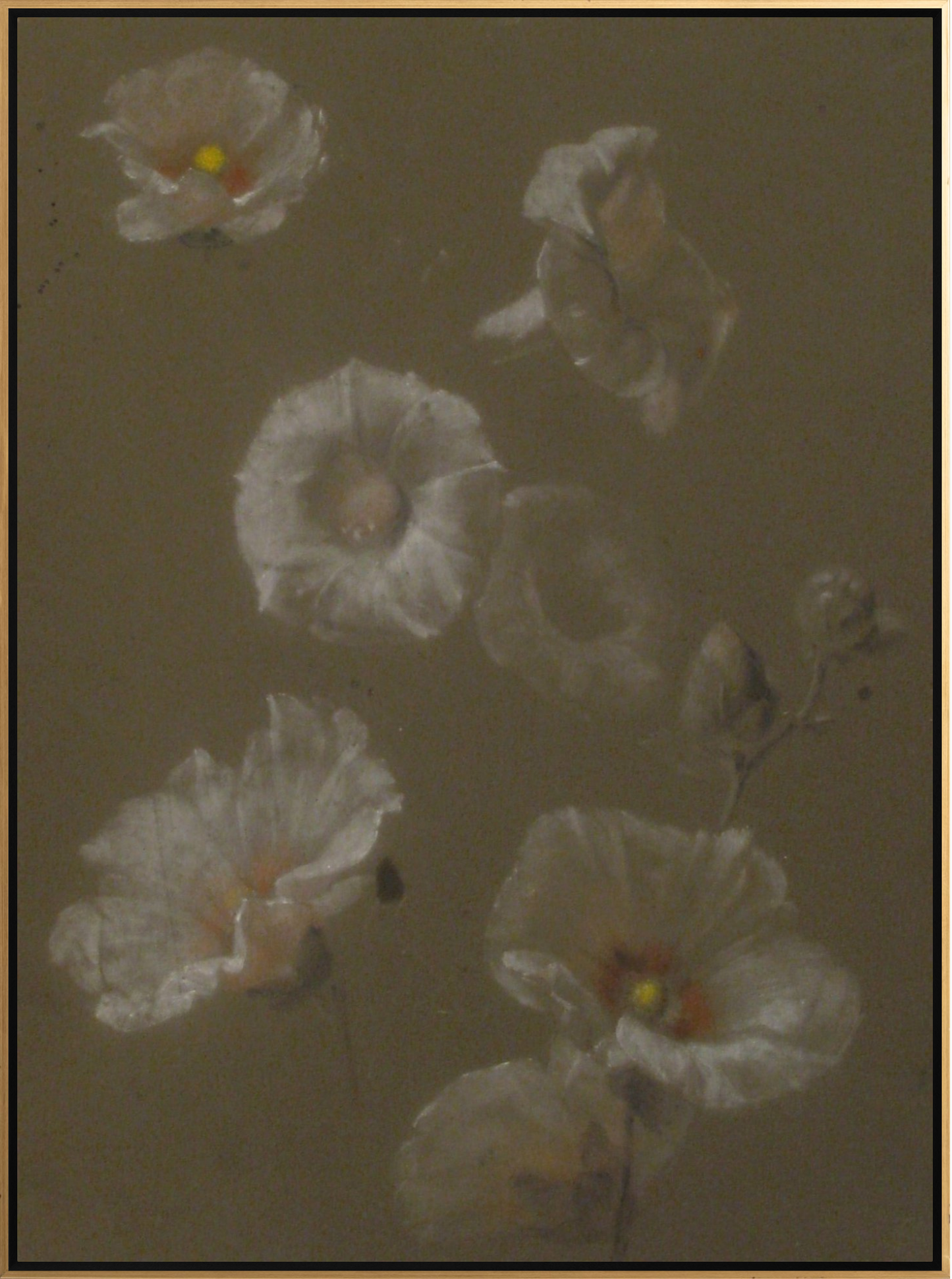 White Hollyhocks