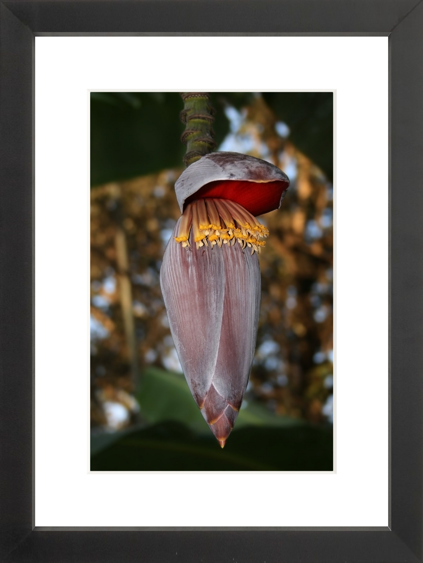 Banana Flower