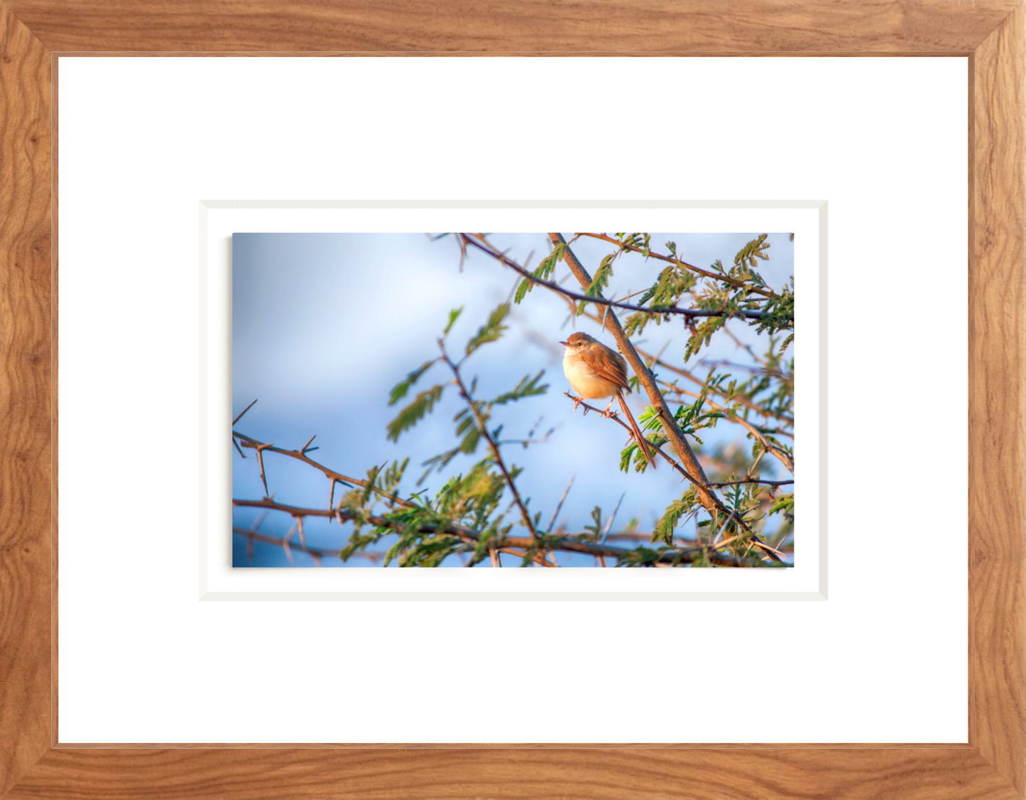 Cute Indian Bird