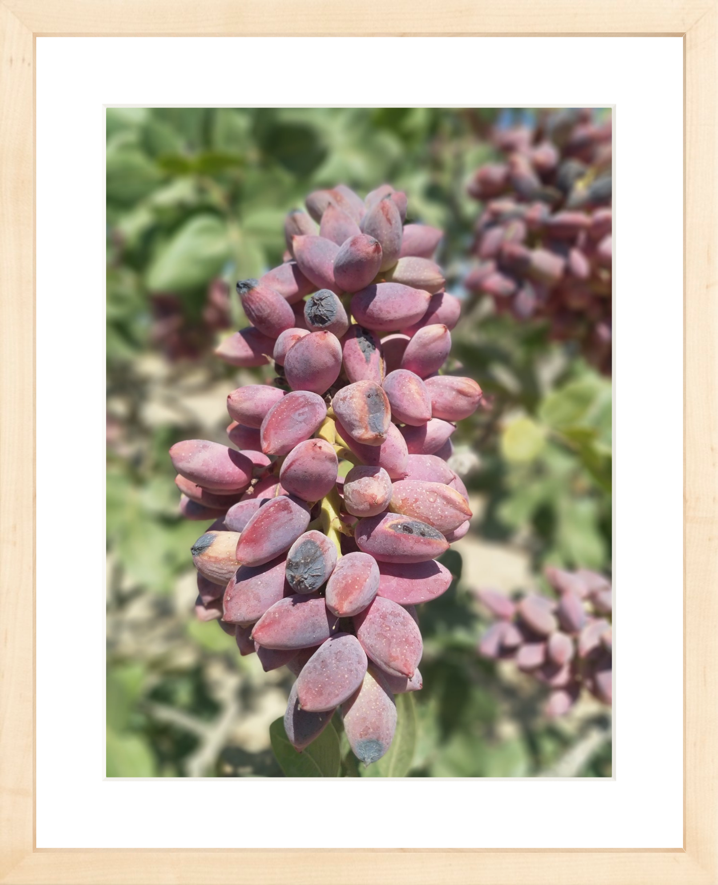 Pistachios