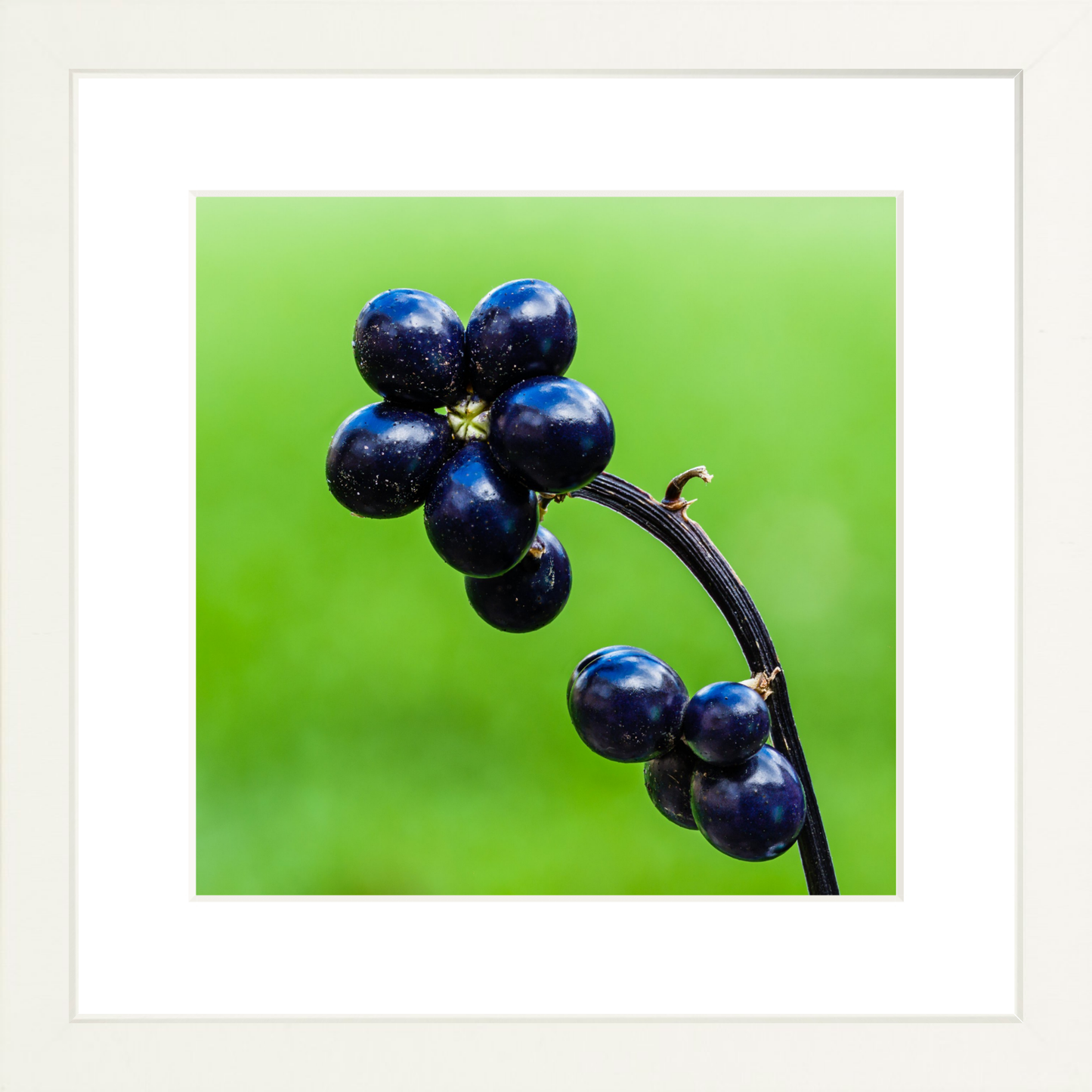 Fruit Flower