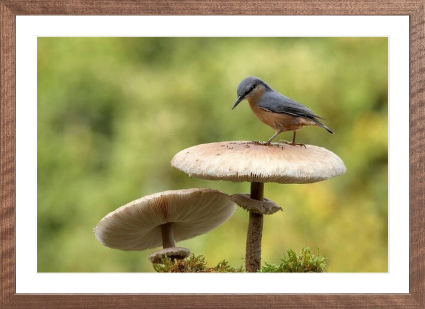 Nuthatch in Autumn