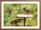 Nuthatch in Autumn