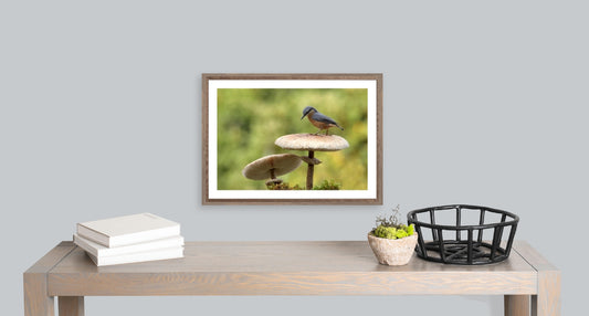 Nuthatch in Autumn