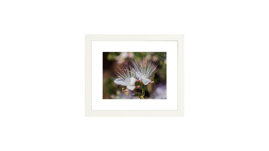 Capparis Spinosa