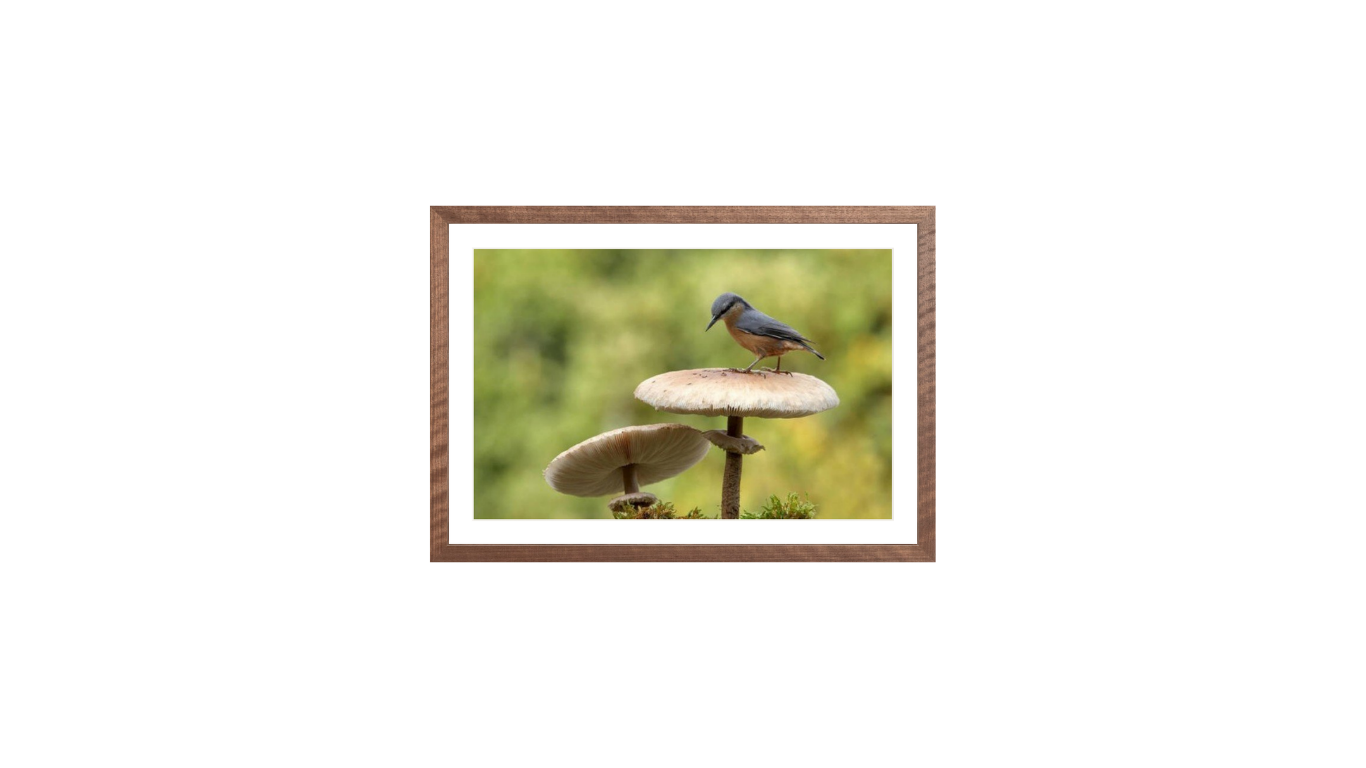 Nuthatch in Autumn