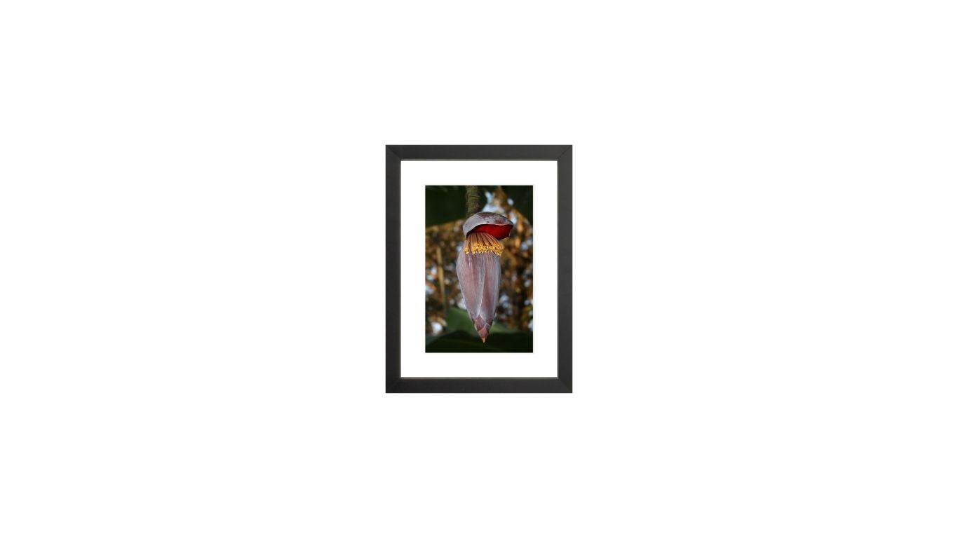Banana Flower