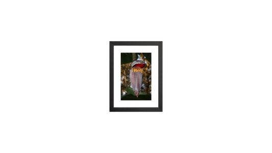 Banana Flower
