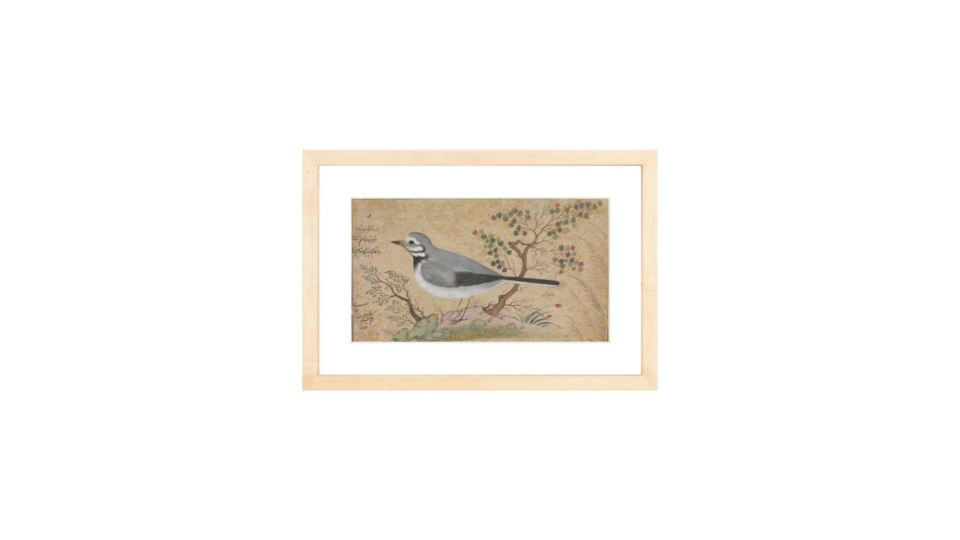 Study of a Bird