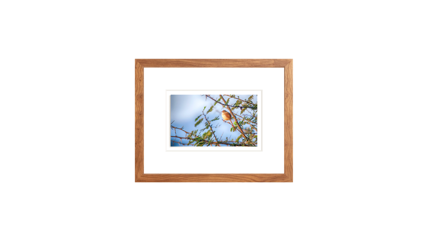 Cute Indian Bird